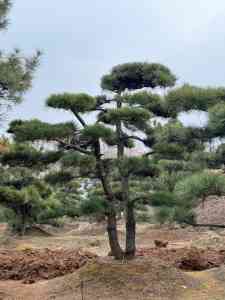 造型松、造型赤松、造型油松等优质厂家推荐，厂家值得关注