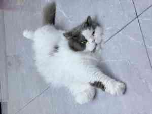 广东及深圳优质宠物医疗品牌推荐：涵盖手术、急诊及24小时服务