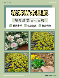 浙江假龙头、黑龙江地被菊等绿植批发供应,优质供应商精准推荐