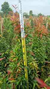 红千层、红花檵木、红掌等绿植供货厂家推荐,优质选择不容错过