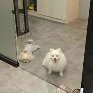 深圳宠物兔子、乌龟、蜥蜴及广东宠物体检、疫苗、绝育服务品牌推荐