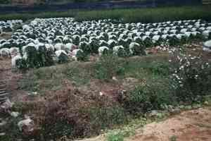 高产油茶苗、二年生裸根油茶苗、三年生杯苗及山茶籽苗供货商推荐