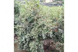 湘林210油茶苗、长林系列中杯苗等供应商厂家推荐