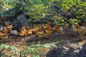 东安鸡专用土鸡供应商推荐：农家散养、天然绿色土鸡品牌揭晓