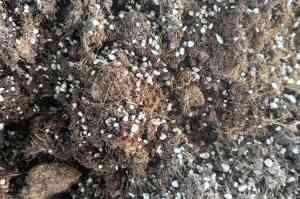 营养土、育苗基质批发优选：花土及蔬菜育苗基质供货商揭秘