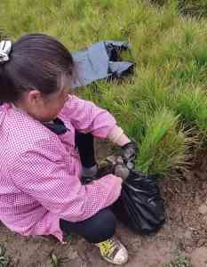 湿地松杯苗生产基地及批发厂家推荐:桐柏县齐氏农林有限公司领衔