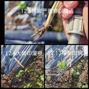 茶花/蔬菜/蓝莓扦插生根产品厂家推荐:康拓森生物科技,一站式服务之选