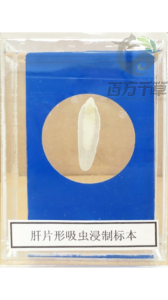 寄生虫教学切片、苏木精染色切片等厂商推荐，优质选择不容错过