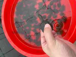 黄石、武汉、十堰、宜昌等地优质水产商家推荐，聚焦湖北依琪农研