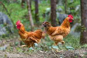 绿色食品土鸡供应商推荐：东安土鸡工厂，生态散养土鸡礼盒企业优选