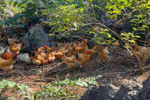 深山散养土鸡品牌推荐：东安鸡企业及农家散养土鸡供应商