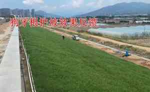 北京、石家庄、天津、山西、河北优质草坪草籽供应地推荐,值得关注