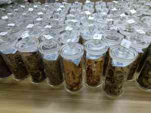 昆虫、中药、植物、寄生虫及动物标本制造商和供应商推荐