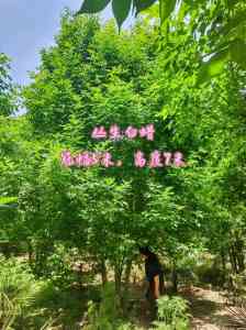 丛生白蜡价格实力厂家推荐：保定丛生白蜡树苗圃生产商揭秘