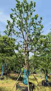 宁波、杭州、上海、浙江、温州乌桕供应地优质资源推荐