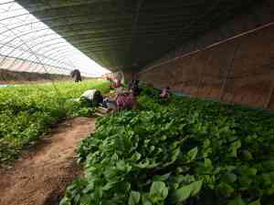 地瓜苗产品推荐：九龙地瓜苗企业、紫薯蜜薯苗及基地产品优选