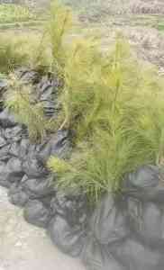 马尾松容器苗厂商大推荐：15 - 60公分马尾松供货厂家优选之选