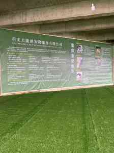 重庆宠物训练公司推荐：狗狗随地大小便矫正与定制训犬方案服务