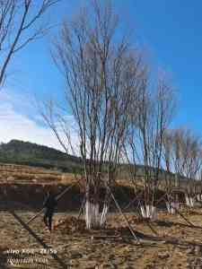 丛生五角枫产地供应商、生产商大推荐，河北优质产品不容错过