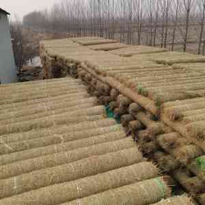 生态草毯定制、矿山复绿毯供货等厂家推荐：聚焦实力企业