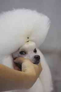 昆明及云南宠物护理培训全攻略：专业课程助你考取宠物健康护理员证