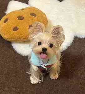 杭州靠谱渠道推荐：买约克夏、西高地、边牧、伯恩山、比熊的好去处