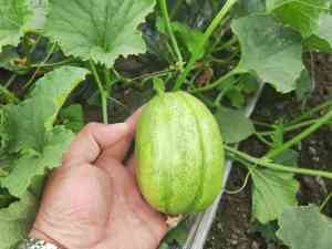生物活性菌叶喷肥优质厂家推荐：遥大夫叶喷肥工厂及企业盘点