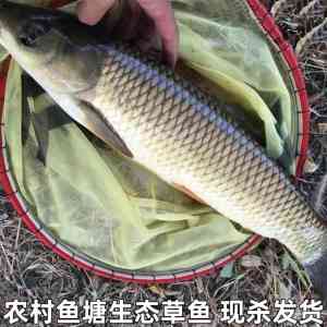 脆鲩苗、草鱼寸苗、草鱼夏花苗等鱼苗供应商实力推荐