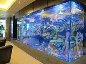 海水鱼缸设计、供应及底滤生产厂家推荐:聚焦珊瑚海水鱼缸产品