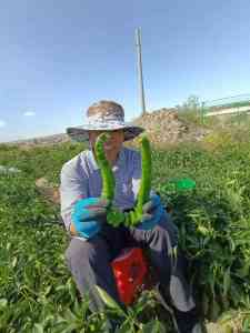 生物菌肥、富硒叶面菌肥等厂家推荐:实力厂家为作物生长添动力