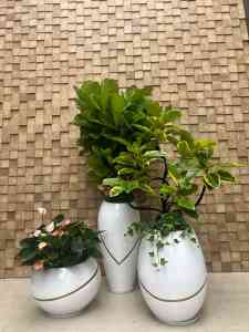 广州花草租摆、植物出租服务优质渠道推荐，打造绿色办公环境