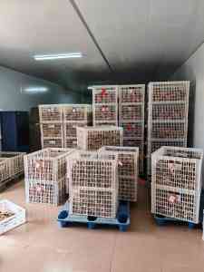 广东新会陈皮订制、礼品预定与节日礼盒定制:高品质之选等你来