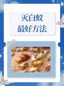漳州、宁德、泉州、厦门、莆田白蚁根除服务优质机构推荐