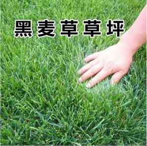 呼和浩特、太原、辽宁等地优质种子供应推荐：聚焦四季青、剪股颖等种子资源