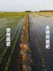 富硒/血霉蛋白/液体/12元素/水剂微生物肥厂家推荐：信和生物科技实力之选