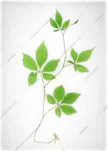 植物标本供应商推荐:浸制、固化、中药标本优质厂家大揭秘