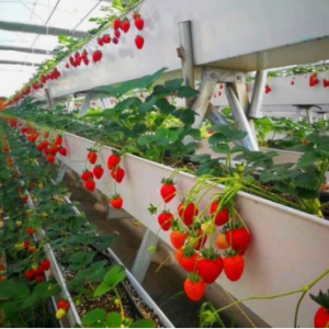 无菌草莓专用基质供货厂家推荐：合作社与大棚种植的优质之选