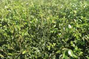 攸县油茶良种苗供应商推荐:攸县长林系列油茶苗及良种杯苗优质之选