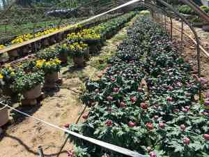 京津冀菊花产业优质服务商推荐：涵盖种植、嫁接、布展等多领域