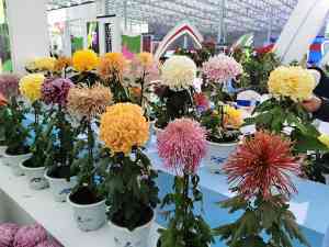 北京菊花种苗、河北种植基地及津唐石菊花服务优质之选推荐
