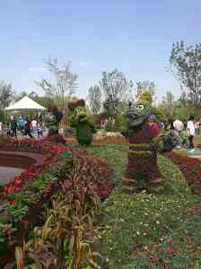 北京菊花种苗、河北种植咨询及多地菊花项目优质服务商推荐