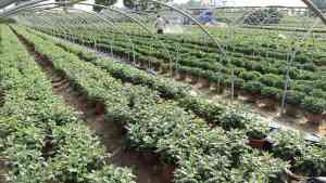 河北菊花盆景、山西基地服务、北京展批发及多地菊花供应优质选择