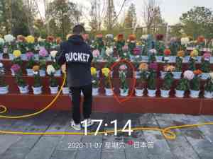 北京菊花种苗承接、石家庄嫁接、天津布展及河北种植服务推荐