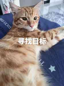 广州、南宁、长沙、武汉、郑州找猫服务推荐,机构实力揭秘