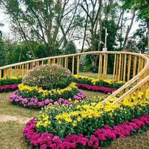 菊花种苗、造型、定做及花雕厂家推荐：开封前方园艺等实力之选