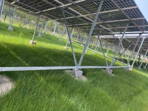 灌木、耐寒草、绿肥等种子厂家推荐:源头供货商实力解析