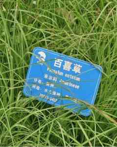 绿化草籽、护坡草籽、速生草籽等厂家推荐:源头厂家实力解析