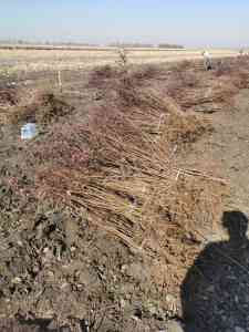 沈阳、大连、内蒙古等地优质绿化及苗木基地推荐，基地不容错过