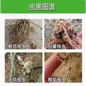 淡紫拟青霉及紫孢菌纯菌粉供货厂家推荐：优质商家与厂商实力之选