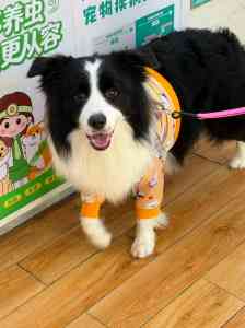 深圳靠谱宠物医院品牌推荐:24小时、内科、外科、眼科全方位保障